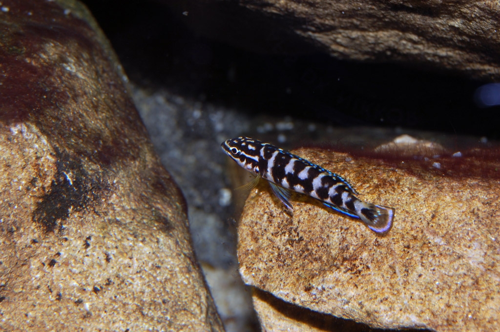 Julidochromis transcriptus, Gombe