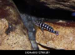 Julidochromis transcriptus, Gombe