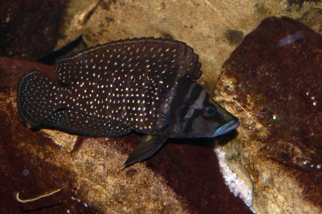 Altolamprologus calvus, Black Pectoral