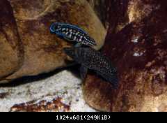 Altolamprologus calvus, Black Pectoral