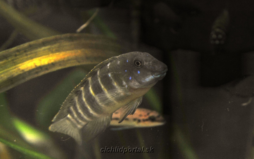 Eretmodus cyanostictus orange dorsal (WF)