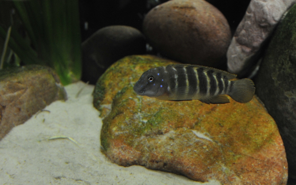 Eretmodus cyanostictus orange dorsal (WF) 2