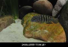 Eretmodus cyanostictus orange dorsal (WF) 2