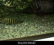 eretmodus mabilibili a calvus black pectoral
