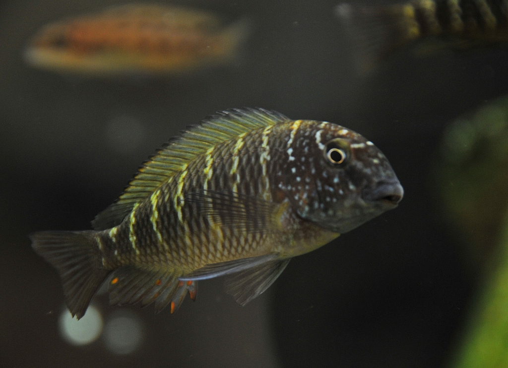 Tropheus Moorii  Murago