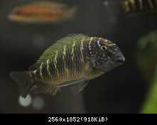 Tropheus Moorii  Murago