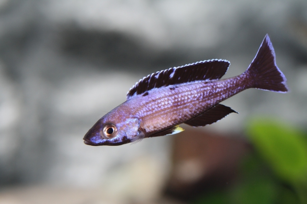 C. leptosoma Speckleback Moba F1 1