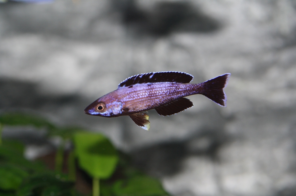 C. leptosoma Speckleback Moba F1 2