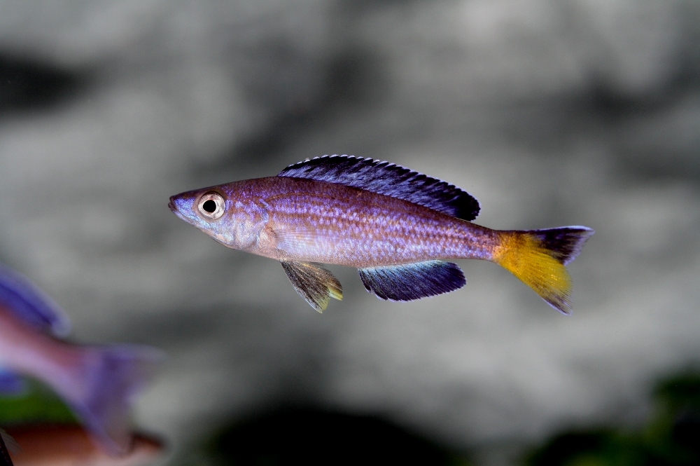 C. leptosoma Speckleback Moba F1 5