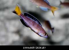 C. leptosoma Speckleback Moba F1 6