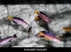 C. leptosoma Speckleback Moba F1 9