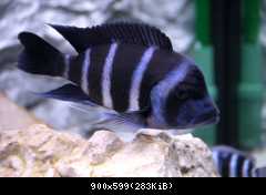 C.gibberosa Moba WF 1