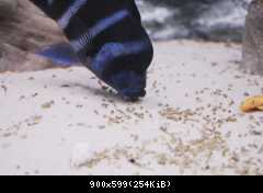 C.gibberosa Moba WF 2