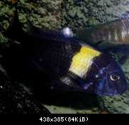 Tropheus duboisi Maswa (Halembe)