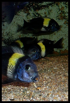 Tropheus duboisi Maswa (Halembe)