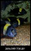 Tropheus duboisi Maswa (Halembe)