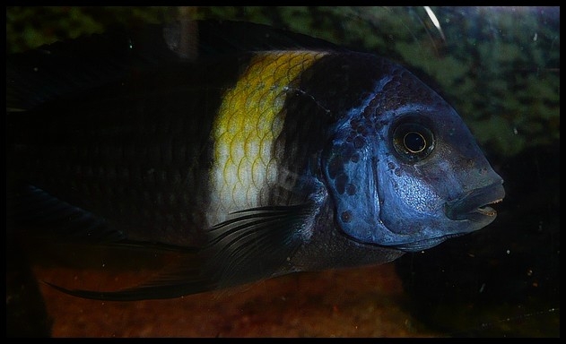 Tropheus duboisi Maswa (Halembe)