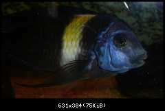 Tropheus duboisi Maswa (Halembe)