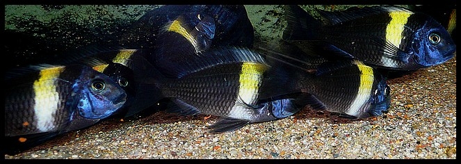 Tropheus duboisi Maswa (Halembe)