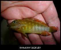 Tanganicodus Irsacae (Moba)