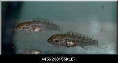 Tanganicodus Irsacae (Moba)