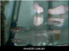 Tanganicodus Irsacae (Moba)
