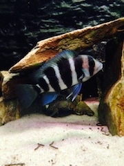 cynotilapia frontosa burundi