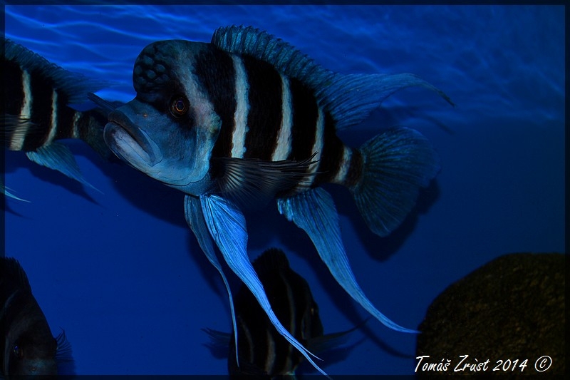 Cyphotilapia Gibberosa Blue Zaire Kapampa