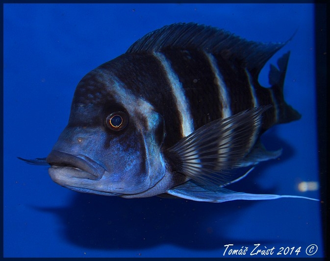 Cyphotilapia Gibberosa Blue Zaire Kapampa