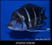 Cyphotilapia Gibberosa Blue Zaire Kapampa