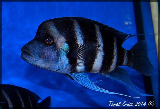 Cyphotilapia Gibberosa Blue Zaire Kapampa