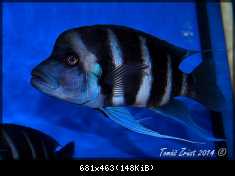 Cyphotilapia Gibberosa Blue Zaire Kapampa