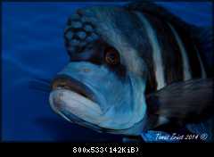 Cyphotilapia Gibberosa Blue Zaire Kapampa