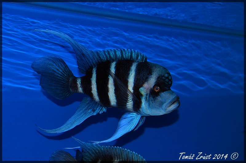 Cyphotilapia Gibberosa Blue Zaire Kapampa