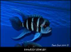 Cyphotilapia Gibberosa Blue Zaire Kapampa