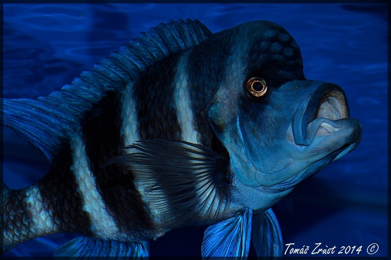 Cyphotilapia Gibberosa Blue Zaire Kapampa