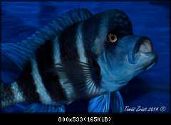 Cyphotilapia Gibberosa Blue Zaire Kapampa