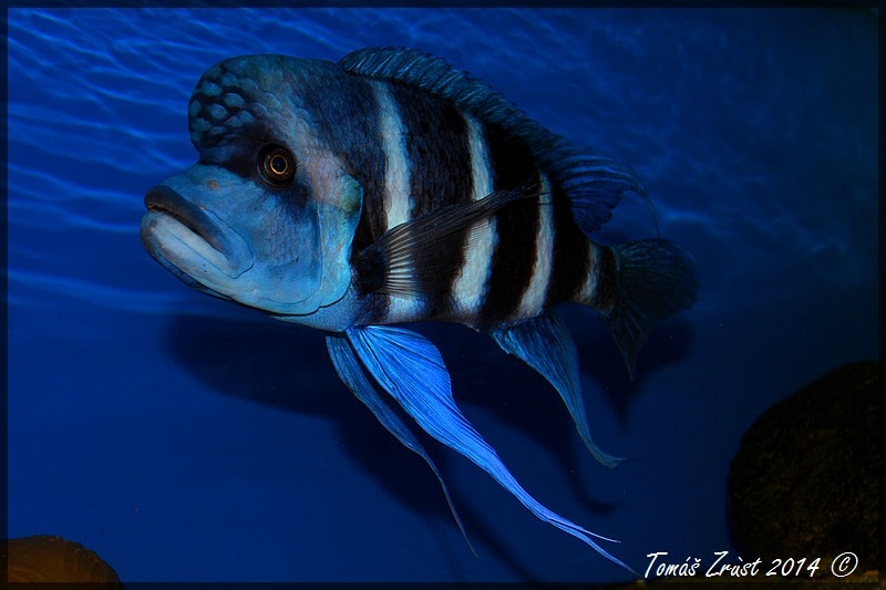 Cyphotilapia Gibberosa Blue Zaire Kapampa