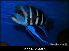 Cyphotilapia Gibberosa Blue Zaire Kapampa