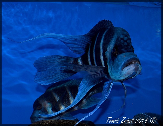 Cyphotilapia Gibberosa Blue Zaire Kapampa