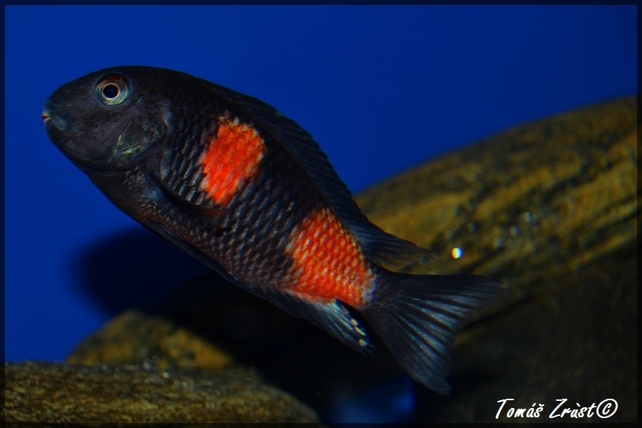 Tropheus spec. Bulu Point