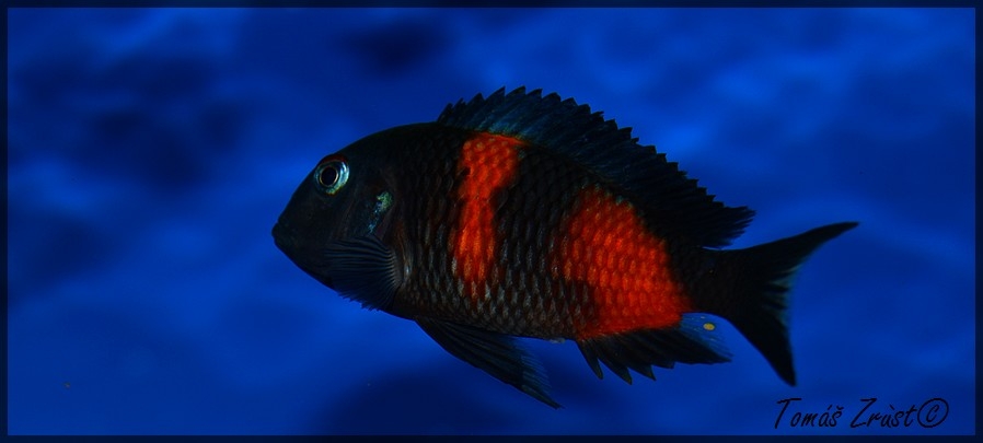 Tropheus spec. Bulu Point