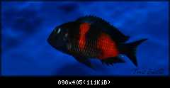 Tropheus spec. Bulu Point