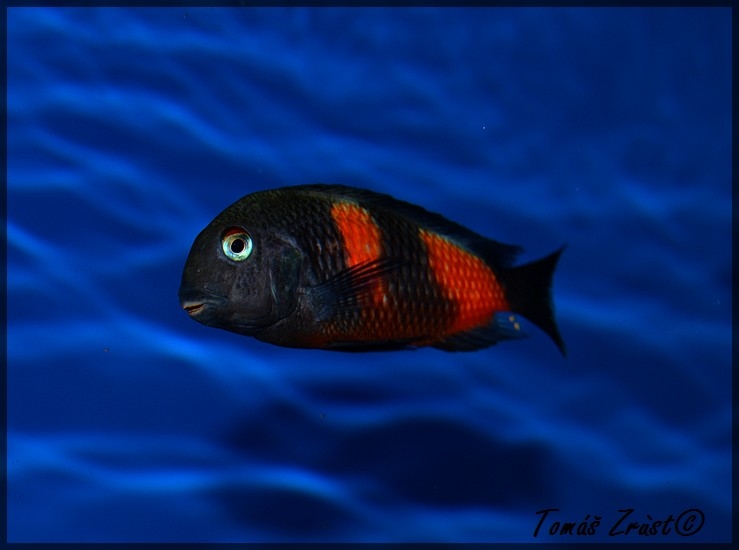 Tropheus spec. Bulu Point