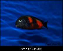 Tropheus spec. Bulu Point