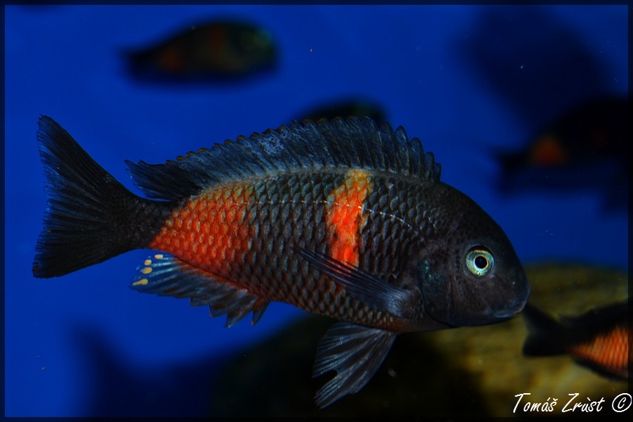 Tropheus spec. Bulu Point