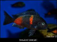 Tropheus spec. Bulu Point