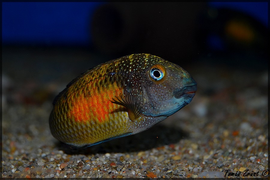 Tropheus moorii Mpulungu