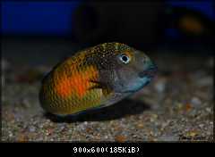 Tropheus moorii Mpulungu
