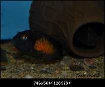 Tropheus moorii Mpulungu